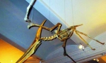 Pterodaktil